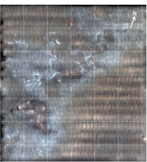 図 3.2.3.5  鹿児島湾ハオリムシ群集の画像観測に成功(平成 26 年 9 月,  グリッド間隔：5m) 
