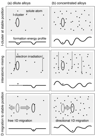 Figure 8. Schematic illustration of the proposed model for 1D migration of interstitial  clusters in (a) dilute alloys and (b) concentrated alloys induced by electron irradiation
