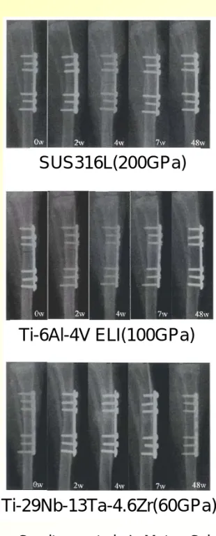 Fig. Result of animal experiment  on fracture fixation of rabbit’s tibia.