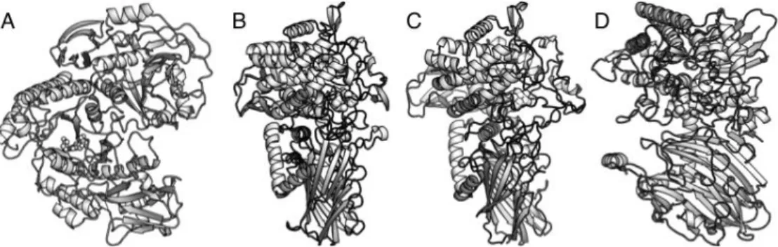 Fig. 3  Crystal  structures  of  galacto-N-biose/lacto-N-biose  phosphorylase  (A),  kojibiose  phosphorylase(B),  2- O -glucosylglycerol phosphorylase (C), and cellobionic acid phosphorylase (D)
