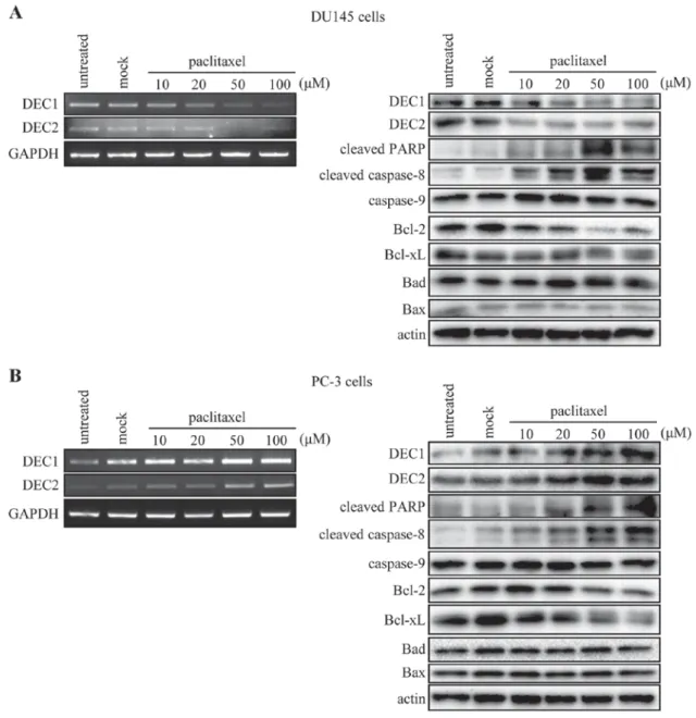 Figure 1. Paclitaxel affects the expression of DEC1 and DEC2. DU145 and PC-3 cells were treated with various concentrations of paclitaxel