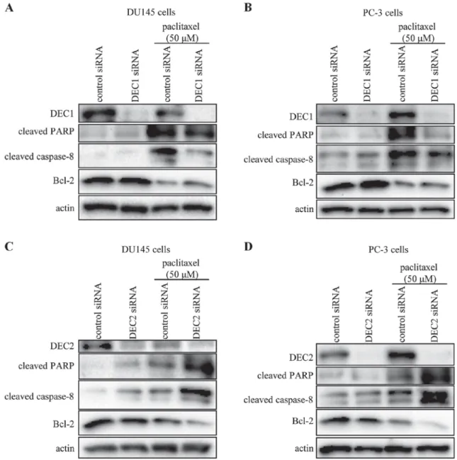 Figure 2. Analysis of apoptotic marker expression in DU145 and PC-3 cells by DEC1 or DEC2 knockdown