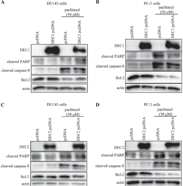 Figure 3. Overexpression of DEC1 or DEC2 has no effect on the expression of apoptotic markers in DU145 and PC-3 cells