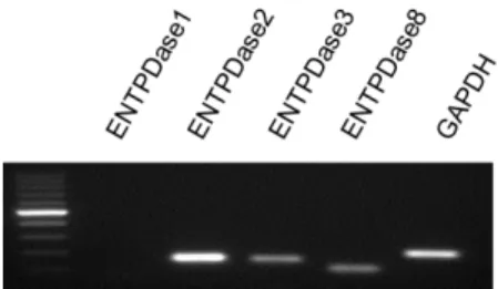 Figure 4  Expression of ENTPDase mRNA. 