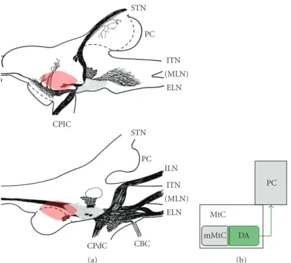 Figure 2: A major dopamine system in the slug brain. (a) Schematic illustrations of the major dopamine system