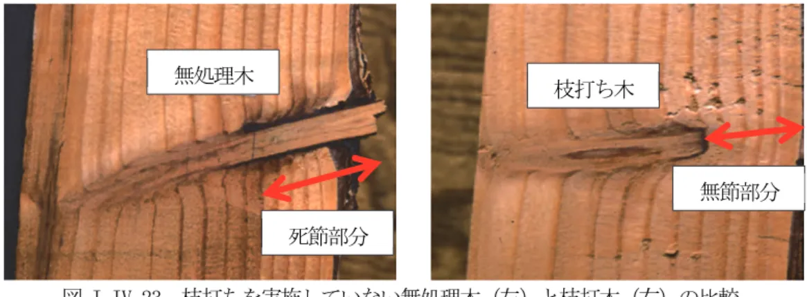 図 I.IV.23  枝打ちを実施していない無処理木（左）と枝打木（右）の比較  （写真提供  元林業試験場  浅井達弘氏）  このように、自然のままでは枯れ枝の付け根からのきれいな落枝が期待できないので、無節材を生 産するためにはどうしても適期に生き枝打ちを行う必要があります。カラマツよりも枝の枯れ上がり が遅く、幹の同じ位置から数本の輪生枝を発生するトドマツやアカエゾマツでは、無節材の生産に枝 打ちがより必要なことは言うまでもありません。  無節材を生産する場合、枝打ち後およそ何年で切り口が巻き込まれる