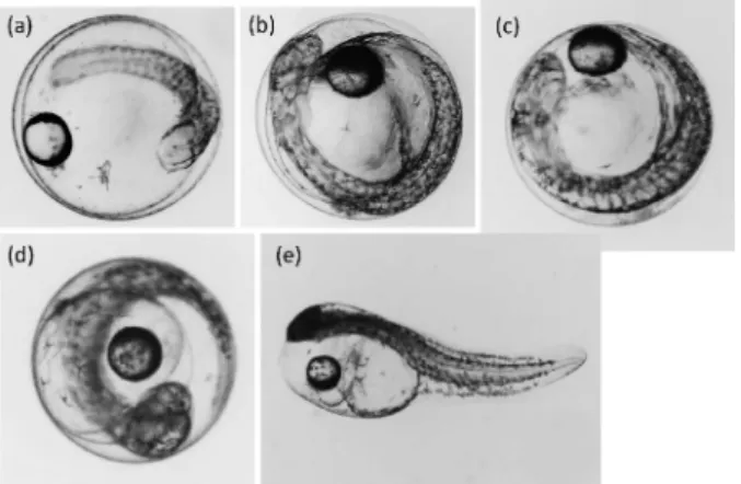 Fig. 1 Developmental stages of yellowtail eggs and lar- lar-vae: 30 (a), 10 (b), and 5 h (c) before hatching (d) and (e) represent the egg and larval stages  immediate-ly before and after hatching (0 h).