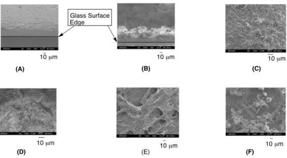 Fig. 1-5  FE-SEM (field emission scanning electron microscopy) image of the original filter paper