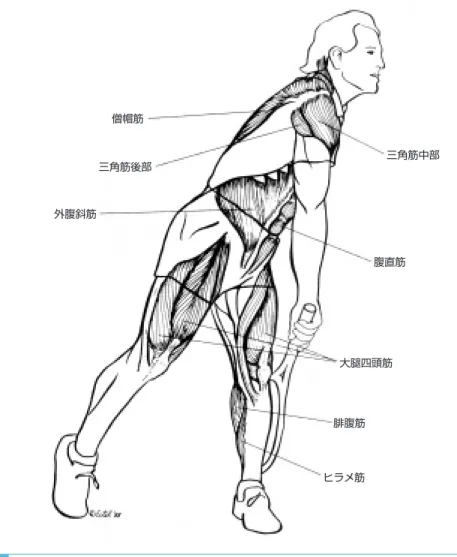 図 7 フォロースルー局面 三角筋中部腹直筋大腿四頭筋腓腹筋ヒラメ筋僧帽筋三角筋後部外腹斜筋とは、物体の縦方向に沿って存在する地点のことで、そこでは、波動が互いを打ち消しあう傾向にある。ボールがこの点に当たると、腕には振動が全く伝ってこない。反発係数は、衝突する物体の弾性を表す。物体の弾性が低い（硬い）ほど反発はより大きく、反発係数はより高くなる。ラケットはハンドルの付近が最も硬く、吸収される弾性エネルギーがより少ないため、この付近における反発係数は高くなる。ストリングの反発係数が最も高いのは、垂直の重心線
