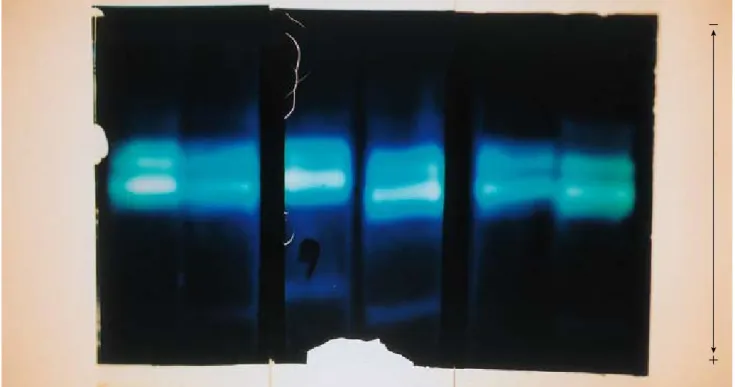 Fig. 3:  The band pattern of protease of the starfish Asterias amurensis in polyacrylamide gel electrophoresis