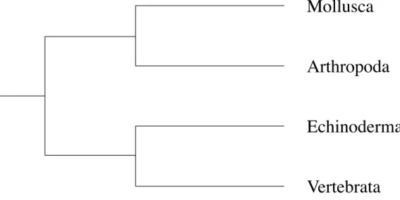 Fig. 5:  Molecular  phylogenetic  tree  based  on  multi-protein  seqence  analysis  by  Miyata  (1994)
