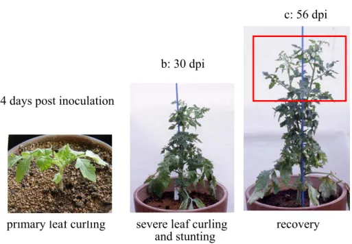 Fig. II-1. Symptoms of tomato infected with PSTVd, 14 days post  inoculation (dpi) (a), 30 dpi (b), and 56 dpi