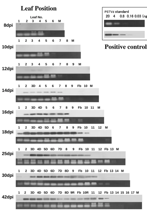 Fig. II-2. Time course analysis of PSTVd accumulation in tomato infected with PSTVd. 