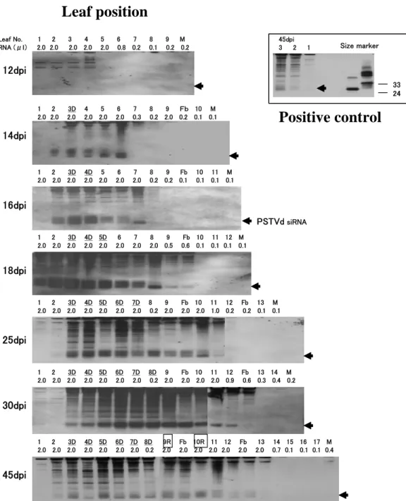 Fig. II-3. Time course analysis of PSTVd-specific siRNA accumulation in  tomato infected with PSTVd
