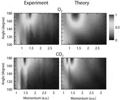 Fig.  3.1.  Comparison  of  experimentally  extracted  electron- electron-ion  elastic  scatting  differential  cross  sectelectron-ions  for  O 2   and  CO 2   molecules  with  theoretical  differential  cross  sections