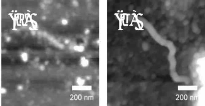 Fig.  2  AFM  images  of  the  organic-inorganic  nano-structure  formed  by  560MeV  Xe  ion  beam  irradiation  to  the  PVP/TEOS  (a)  and  PHS/TEOS  (b) hybrid film