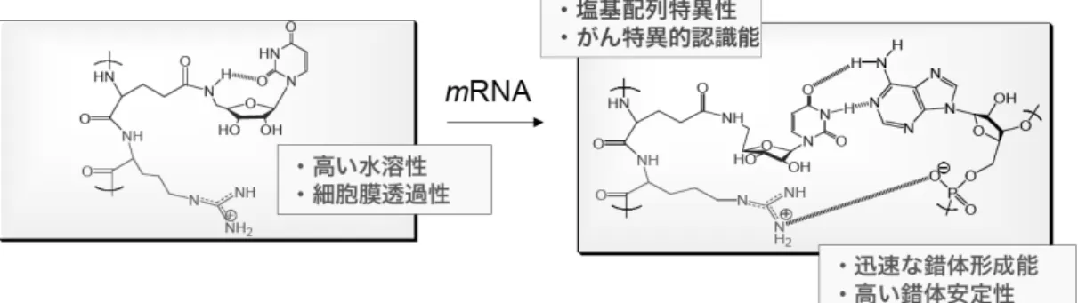 Figure 1. Structure ofҏ DPRNA and interaction of DPRNA with mRNA.   