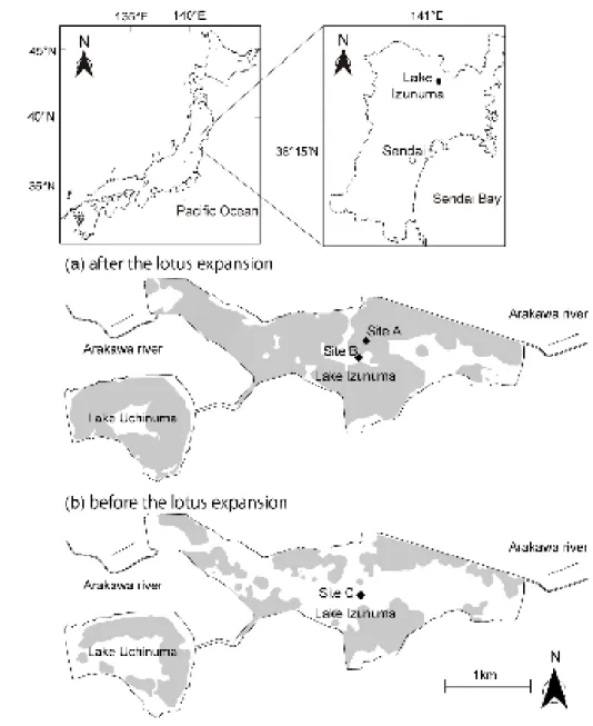 Fig. 1.  Sampling locations in Lake Izunuma. The gray area represents the distribution 