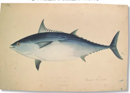 Fig. 3 川原慶賀による魚類図「ヨコワカツヲ」 Fig. 4  No. 88「ヨコワカツヲ」の番号比較、魚類図（上）と観察記録（下）ライデン国立自然史博物館所蔵 る。シーボルトが出した書簡の正本は確認されていない が、ブランデンシュタイン家文書の中に書簡の副本 15 と思 われる史料があり、その内容を知ることができる。シーボ ルトの書簡の中では、特に植物についての記述が目立 つ。植物の標本の作り方や梱包する箱についての事細 かな指示や茶の種などの要求がなされている。本稿で取り上げたビュルガーの書簡を見る