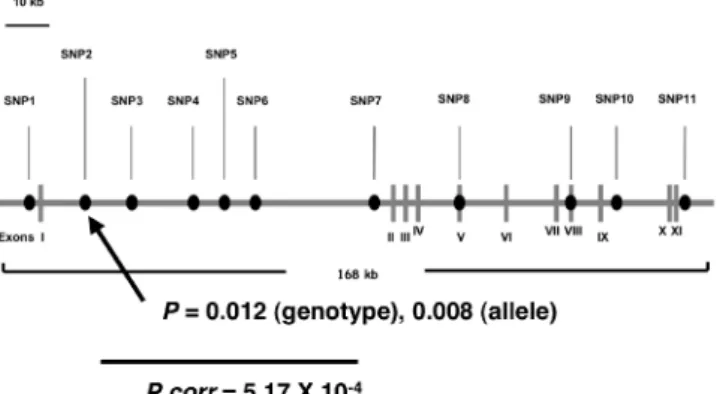 図 11 グルタミン酸トランプポータEAAT２遺伝子(SLC１A ２)のングルマーカーおよびハプロタイプ関連解析 ｄ）ゲノムワイド関連解析：先の罹患同胞対解析から効 果の弱い遺伝子の関与が示唆された。このような遺 伝 子 の 検 出 に は 関 連 解 析 が 有 力 で あ る こ と か ら (Risch,  2000)、ゲノムワイドな関連解析をスタート した。東海大学医学部 猪子 英俊 博士、九州大学生 体防御医学研究所 山本 健 博士の協力を得て、ゲノ ムワイドに分布した約 27,000個のマイクロ