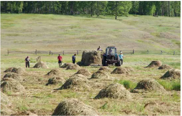 Fig. 5-2: Hay harvesting (photo by A. Nakada, Churapchinsky District, 2017).