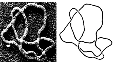 図 2: DNA この写真は DNA 結び目の数学的研究を積極的に推進しているフロリ ダ州立大学の D. W. Sumners 教授が来日されたとき , 講義に使用された ものです 
