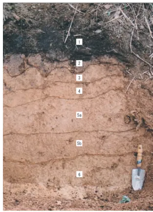 Fig 5.10.      Corresponding figure of stratum of each sites.