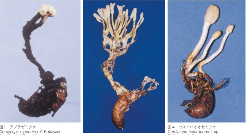 図 1 アブラゼミタケ Cordyceps nipponica Y.Kobayasi 発生地 :名古屋・熱田，3 cm 図 3 イリオモテハナゼミタケ Isaria farinosae pseudolongissima sp