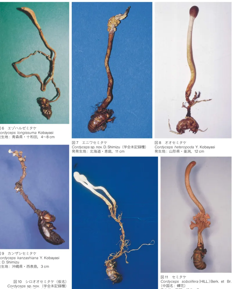 図 6 エゾハルゼミタケ Cordyceps longissuma Kobayasi 発生地 :青森県・十和田，4 〜8 cm 図 7 エニワセミタケ Cordyceps  sp.nov.D.Shimizu (学会未記録種) 発発生地 :北海道・恵庭，11 cm 図 9 カンザシセミタケ Cordyceps kanzashiana Y.Kobayasi   et D.Shimizu 発生地 :沖縄県・西表島，3 cm 図 8 オオセミタケ Cordyceps heteropoda Y.Kobayasi発生地