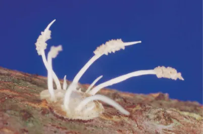 図 17 カイガラムシキイロツブタケ Torrubiella superficialis Y.Kobayasi et D.Shimizu 発生地 :山形県・神室山，0 cm 図 18 カイガラムシツブタケ Cordyceps coccidiicola Y.Kobayasi et D.Shimizu 発生地 :山形県・釜渕，3 〜6 mm 図 21 アワフキムシタケCordyceps tricentri  Yasuda (中国名 ;吹沫虫草)発生地:山形県・釜渕，15 cm 図 19 サキブトカイガラムシタケ