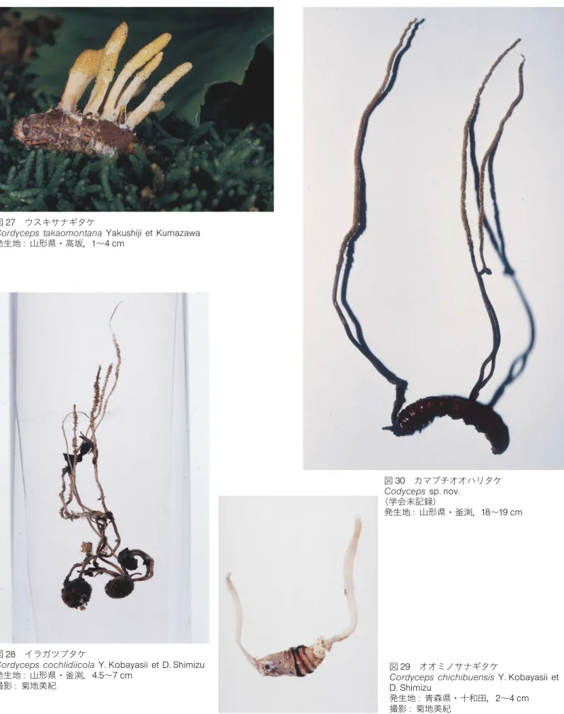 図 27 ウスキサナギタケ Cordyceps takaomontana Yakushiji et Kumazawa 発生地 :山形県・高坂，1 〜4 cm 図 28 イラガツブタケ Cordyceps cochlidiicola Y.Kobayasii et D.Shimizu 発生地 :山形県・釜渕，4.5 〜7 cm 撮影 : 菊地美紀 図 29 オオミノサナギタケ Cordyceps chichibuensis Y.Kobayasii et D.Shimizu   発生地 : 青森県・十和田，2 〜
