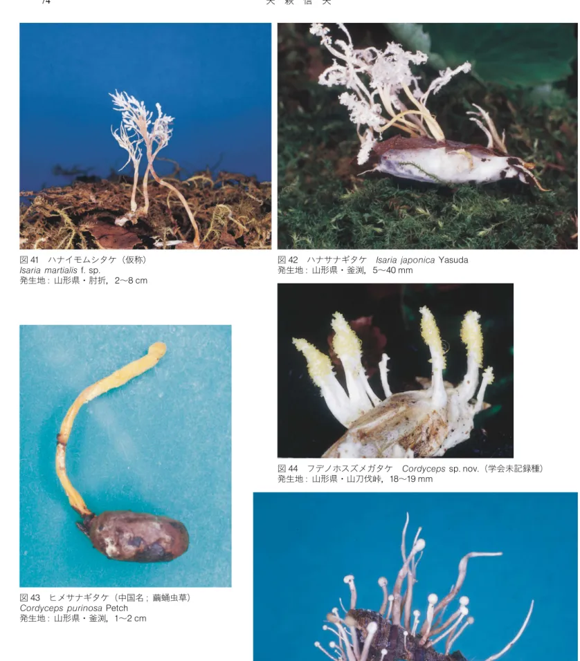 図 42 ハナサナギタケ Isaria japonica Yasuda 発生地 :山形県・釜渕，5 〜40 mm 図 43 ヒメサナギタケ (中国名 ; 繭蛹虫草) Cordyceps purinosa Petch 発生地 :山形県・釜渕，1 〜2 cm 図 44 フデノホスズメガタケ Cordyceps sp.nov