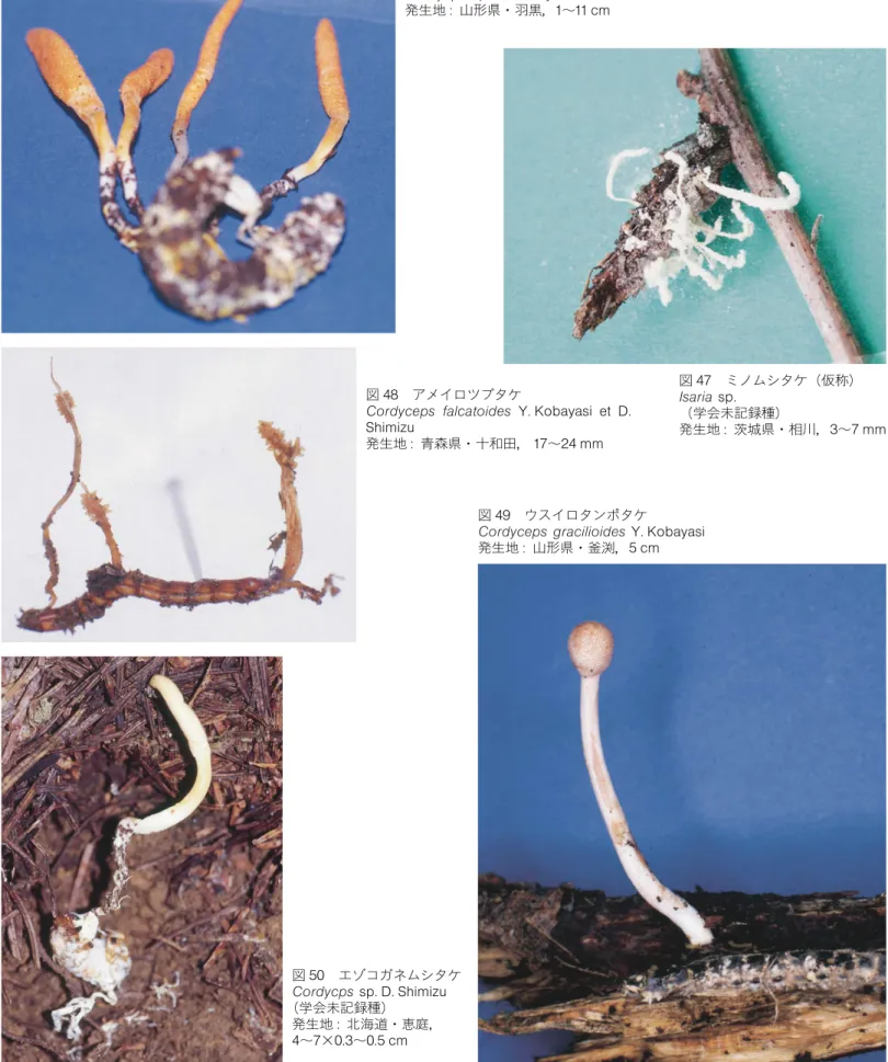 図 46 ミジンイモムシタケ Cordycps sp. Y.Kobayasi ( TY ‑ 262 ) 発生地 : 山形県・羽黒，1 〜11 cm 図 47 ミノムシタケ (仮称) Isaria sp