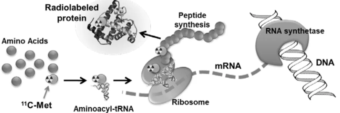 Figure 1.    Radiosynthesis scheme of  11 C-labeled protein by cell-free protein synthesis system and 