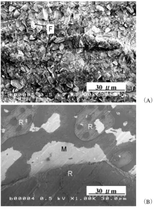 図 3  Typical SEM microphotographs of titanium-CL  and metal-ceramic gold alloy-MA