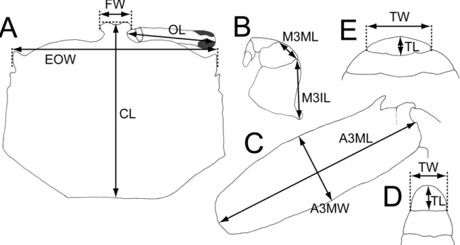 図 1. 本研究での計測箇所 . A, 甲 ; B, 左の第 3 顎脚 ; C, 右の第 3 歩脚の長節上面 ; D, E, 尾節 (D, 雄 ; E, 雌 ).  CL, 甲長 ; EOW, 眼窩外歯間幅 ; FW, 額幅 ; OL, 眼柄長 ; M3IL, 第 3 顎脚の座節長 ; M3ML, 第 3 顎脚の長節長 ;  A3ML, 第 3 歩脚の長節長 ; A3MW, 第 3 歩脚の長節幅 ; TL, 尾節長 ; TW, 尾節幅 