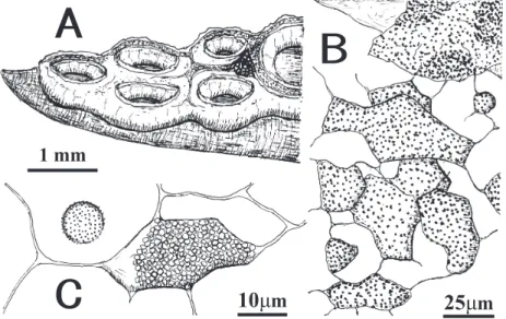 Fig. 7. Physarum plicatum (KPM-NC5003004) A: plsamodiocarp; B: part of exo- and  endoperidium and capillitium; C: part of capillitium and a spore