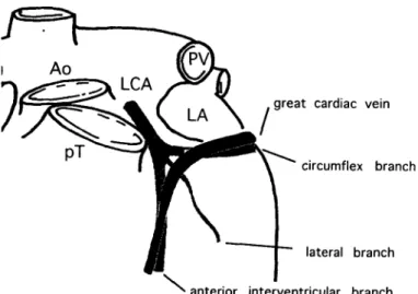 Fig.  4  Anterior  aspect  of  the  heart.  Ao:  aorta,  LA:  left  atrium ,  LCA:  left coronary  artery,  pT:  pulmonary  trunc,  PV:  pulmonary  vein