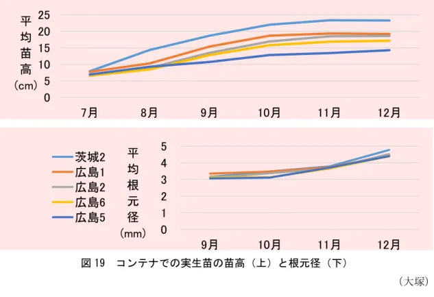 図 19  コンテナでの実生苗の苗高（上）と根元径（下）  （大塚）  ２）さし木苗の育成    中国では数百年以上さし木造林が行われてきたとされていますが(Li 1995)、わが国でも 広島県庄原市の林分ではさし木が用いられたことが DNA 分析によって明らかになっていま す(磯田ら 2017)。これまでのさし木試験でも発根が容易なことが明らかになっていること から(大塚ほか 2017)、主要な増殖方法として期待されます。  a)さし床の準備  露地あるいは温室内のさし床の培土には鹿沼土の小粒を用います。