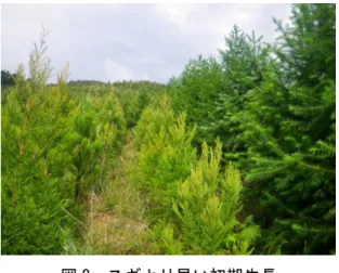 図 7  えびの市の試験林でのコウヨウザン  図 8  スギより早い初期生長  （左から順に、スギ、スギ、コウヨウザン）       広島県庄原市のコウヨウザンの林分で樹幹解析を行って樹高成長曲線を求め、これをガ イドラインとして、暫定的な地位指数曲線群を推定しました（図９、山田ほか 2018）。こ の図に我が国の主なコウヨウザンの林分の調査結果をプロットした結果、地位指数（SI： 40 年次の上層木樹高）は、成長の良い林分で SI＝約 29ｍから成長の良くない林分で SI＝ 約 16ｍの範囲にありました。