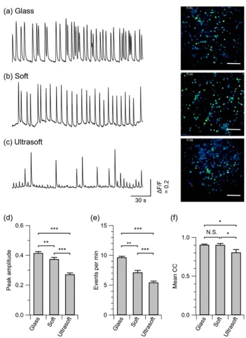 Fig.  4.  Impact  of  substrate  stiffness  on  network  activity  of  cultured  cortical  neurons