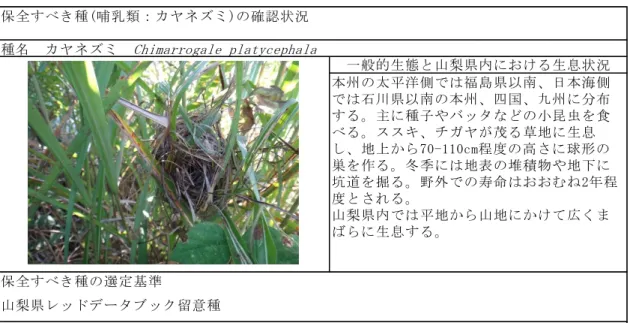 表 9-12-20(4)  哺乳類の保全すべき種の確認状況  保全すべき種(哺乳類：カヤネズミ)の確認状況 保全すべき種の選定基準 確認状況 保全すべき種(哺乳類：ツキノワグマ)の確認状況 保全すべき種の選定基準 確認状況 種名　カヤネズミ　 Chimarrogale platycephala 一般的生態と山梨県内における生息状況本州、四国、九州に分布するが四国、九州はほぼ絶滅。主に森林に生息する。植物質の傾向が強い雑食で、春は各種の草本、ササ類のタケノコ、イチゴやサクラの液果、秋はブナ科の堅果が重要な食物