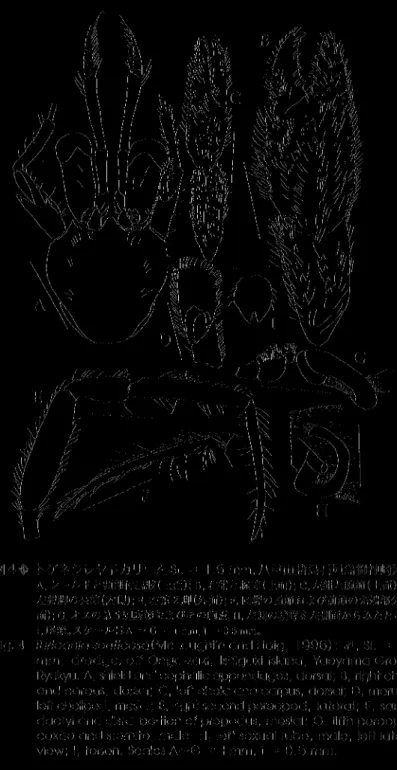 図 4會トゲネジレヤドカリ：c?>,SL=1.6 mm,八重山諸島石垣島御神崎沖。  a,シ一ルドと頭部付属肢(上面)；B,右紺と腕節(上面)；c,左鉗と腕節(上面)；D,  左鉗脚の長節(内側)； E,右第2脚(外面)；F,同脚の指節および前節の先端部分(内  面)； G,オスの第5脚底節およびその胸板;H,左側の精管を左側面からみたところ; 
