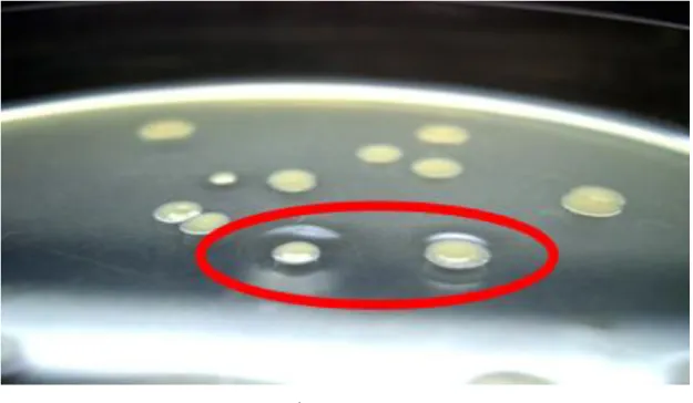 図 2  組み換え Brevibacillus 