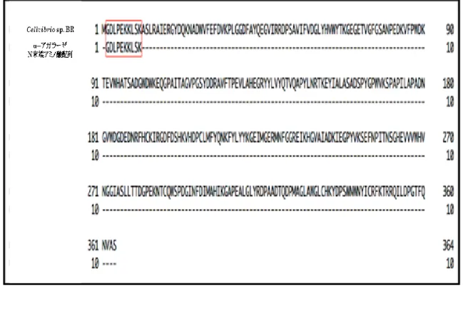 図 8  α―アガラーゼの N 末端アミノ酸配列と  相同性の高い Cellvibrio  sp. BR のゲノム領域 