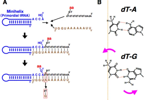 Figure  1.  (A)  Scheme  for  aminoacylation  of  an  RNA  minihelix  with  an  amino  acid  donor  oligonucleotide  (acyl  phosphate oligonucleotide) and a bridging oligonucleotide