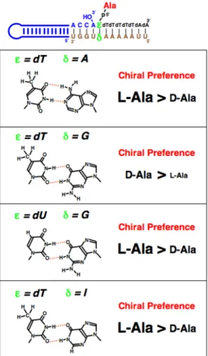Figure  3.  Schematic  representation  of  the  stereochemical  positioning  of  (A)  L -Ala  and  (B)  D -Ala
