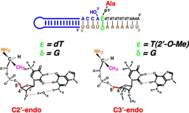 Figure  6.  Possible  differences  in  the  positioning  of  L -Ala  based  on  differential  ribose  puckering  with  dT-G  and  T(2′-O-Me)-G at the position closest to the amino acid attachment site