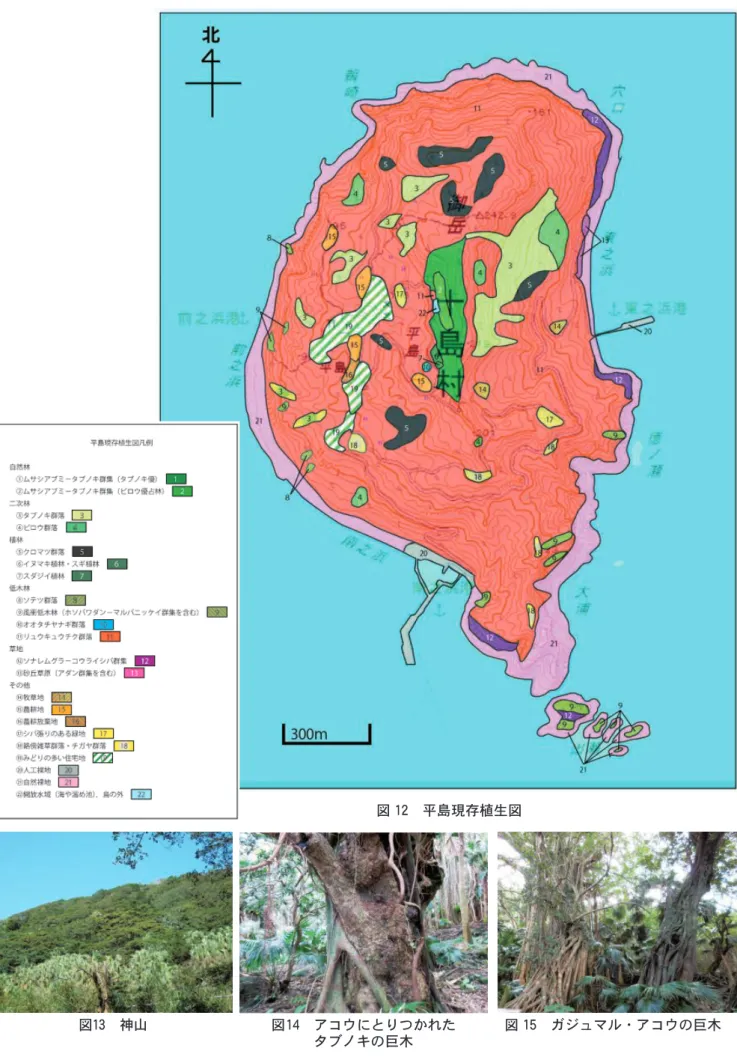 図 13  神山 図 14  アコウにとりつかれた タブノキの巨木