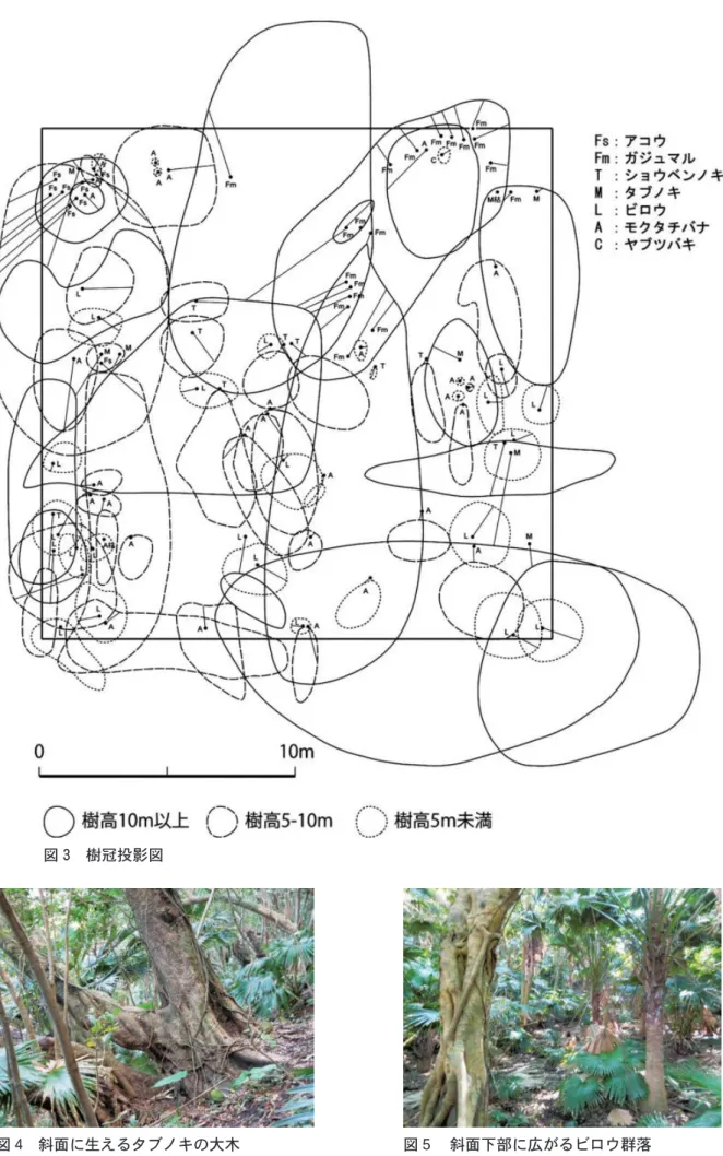 図 3  樹冠投影図